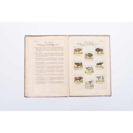 ŚLÓSARSKI A., Systematyczny kurs nauk. Mały atlas zoologiczny. Część I. Ssące, Warszawa  1890