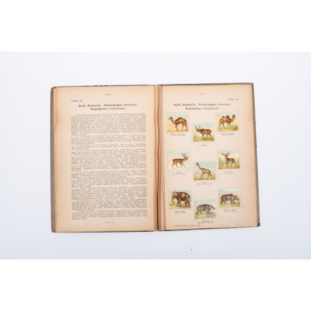 PODRĘCZNY atlas zoologiczny. Wierny obraz państwa zwierzęcego. A. Zwierzęta ssące, Warszawa ca  1920