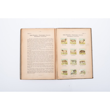 PODRĘCZNY atlas zoologiczny. Wierny obraz państwa zwierzęcego. A. Zwierzęta ssące, Warszawa ca  1920
