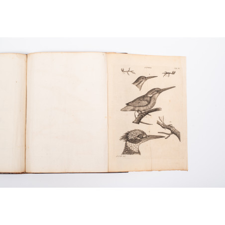 KLEIN Jacob, Stemmata avium quadraginta tabulis aeineis ornata, Lipsiae 1759