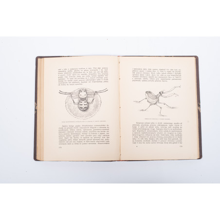 SIEDLECKI M., Jawa. Przyroda i sztuka, Warszawa-Kraków  1913