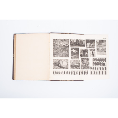 SIEDLECKI M., Jawa. Przyroda i sztuka, Warszawa-Kraków  1913