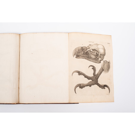 KLEIN Jacob, Stemmata avium quadraginta tabulis aeineis ornata, Lipsiae 1759