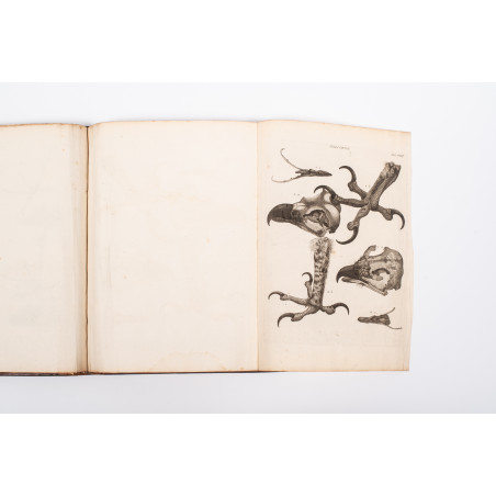 KLEIN Jacob, Stemmata avium quadraginta tabulis aeineis ornata, Lipsiae 1759