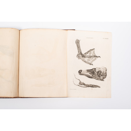 KLEIN Jacob, Stemmata avium quadraginta tabulis aeineis ornata, Lipsiae 1759