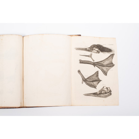 KLEIN Jacob, Stemmata avium quadraginta tabulis aeineis ornata, Lipsiae 1759