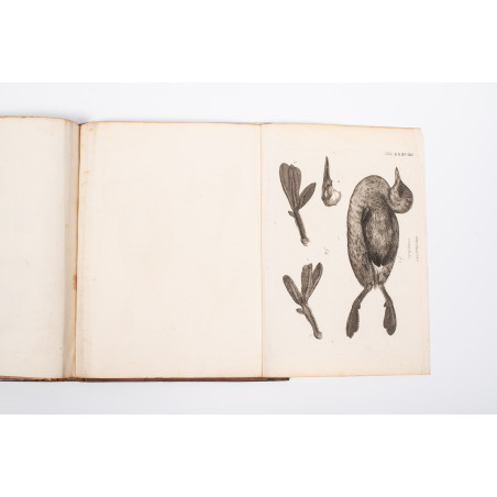 KLEIN Jacob, Stemmata avium quadraginta tabulis aeineis ornata, Lipsiae 1759
