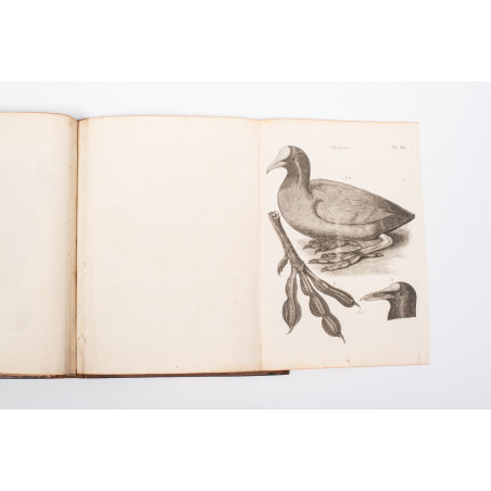 KLEIN Jacob, Stemmata avium quadraginta tabulis aeineis ornata, Lipsiae 1759