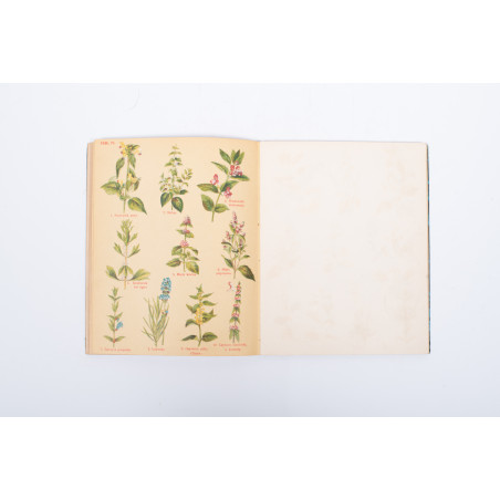 ARCT-GOLCZEWSKA, Botanika na przechadzce. Cz.2, Warszawa [b.r.] 