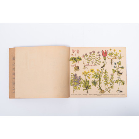 ATLASIK BOTANICZNY w opracowaniu metodycznem do użytku szkolnego, Skawina c.  [1920]