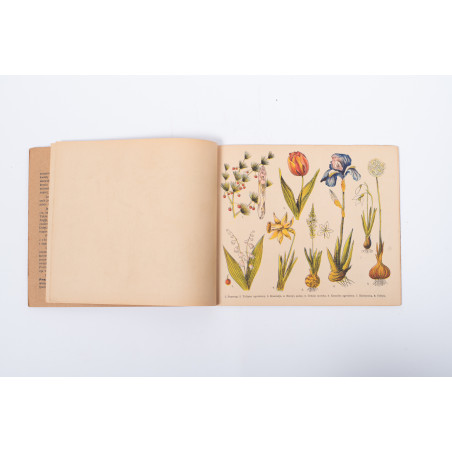 ATLASIK BOTANICZNY w opracowaniu metodycznem do użytku szkolnego, Skawina c.  [1920]