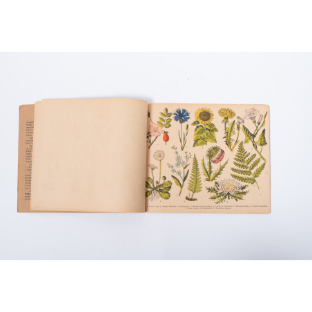 ATLASIK BOTANICZNY w opracowaniu metodycznem do użytku szkolnego, Skawina c.  [1920]