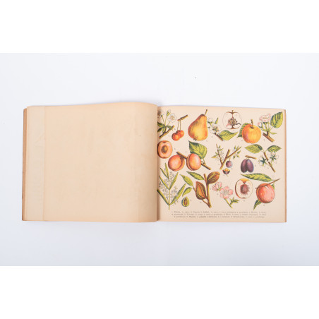 ATLASIK BOTANICZNY w opracowaniu metodycznem do użytku szkolnego, Skawina c.  [1920]