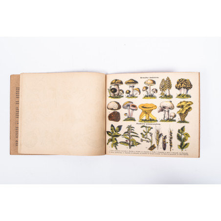 ATLASIK BOTANICZNY w opracowaniu metodycznem do użytku szkolnego, Skawina c.  [1920]