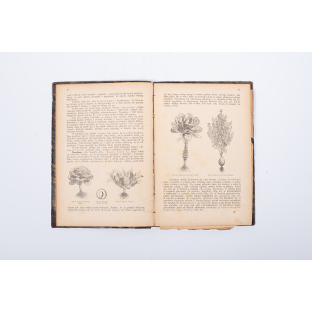 ROSTAFIŃSKI J., Botanika szkolna dla klas niższych, Kraków 1886