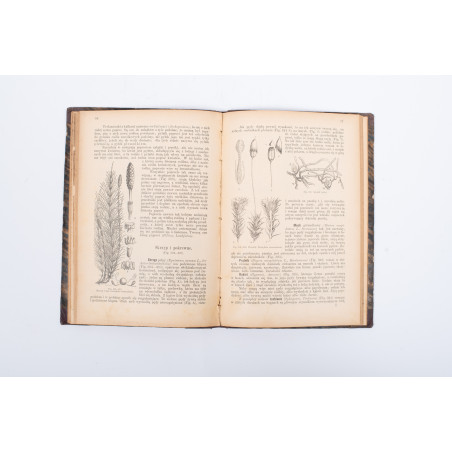 ROSTAFIŃSKI J., Botanika szkolna dla klas niższych, Kraków 1886