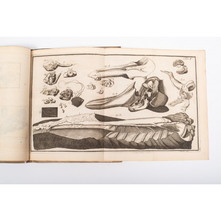 KLEIN J.Th., Historia piscium naturalis. Missus I–III, Gedani 1740-1742