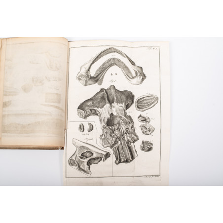 KLEIN J.Th., Historia piscium naturalis. Missus I–III, Gedani 1740-1742