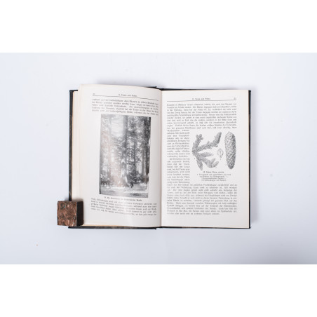 SCHUBE T., Aus Schlesiens Wäldern. Eine Einfürung in Botanik und Forstästhetik, Breslau  1912