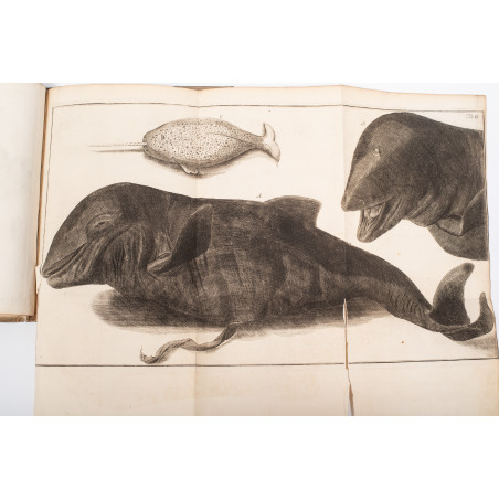 KLEIN J.Th., Historia piscium naturalis. Missus I–III, Gedani 1740-1742