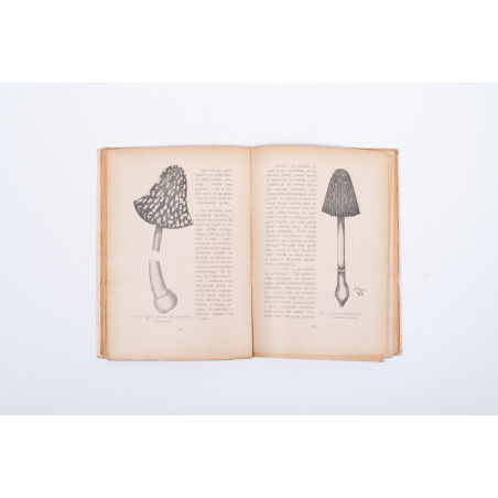 TEODOROWICZ F., Dziwy świata grzybowego. Z 50 rysunkami wg akwarel z natury art. malarzy, Warszawa 1928