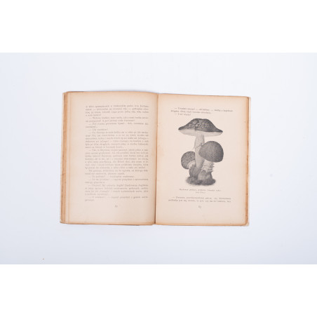 TEODOROWICZ F., Dziwy świata grzybowego. Z 50 rysunkami wg akwarel z natury art. malarzy, Warszawa 1928