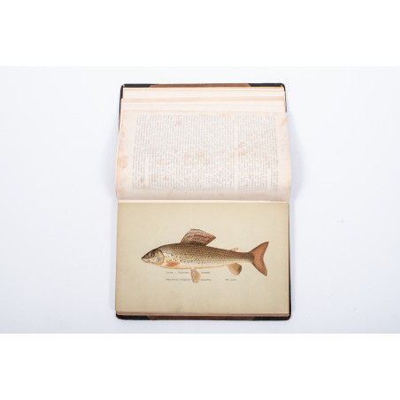 ROZWADOWSKI J., Nasze ryby: łososiowate, [w:] „Okólnik”. R. 1901-1903