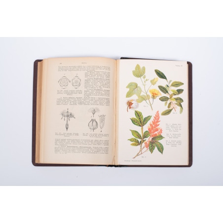 STRASBURGER E. et al., Podręcznik botaniki dla szkół wyższych, Warszawa  1915