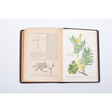 STRASBURGER E. et al., Podręcznik botaniki dla szkół wyższych, Warszawa  1915