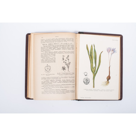 STRASBURGER E. et al., Podręcznik botaniki dla szkół wyższych, Warszawa  1915