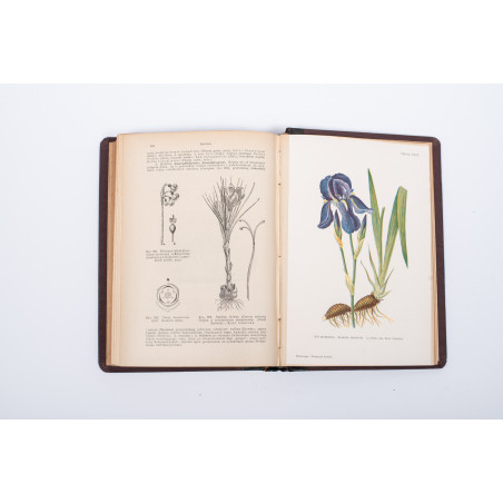 STRASBURGER E. et al., Podręcznik botaniki dla szkół wyższych, Warszawa  1915