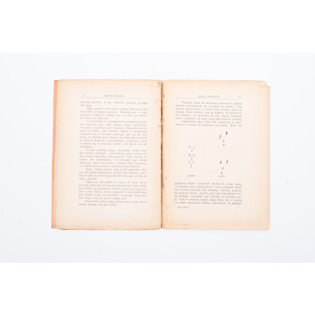 STEPHAN W., Zając pospolity (Lepus timidus), Warszawa 1905