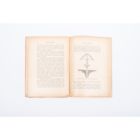 STEPHAN W., Zając pospolity (Lepus timidus), Warszawa 1905