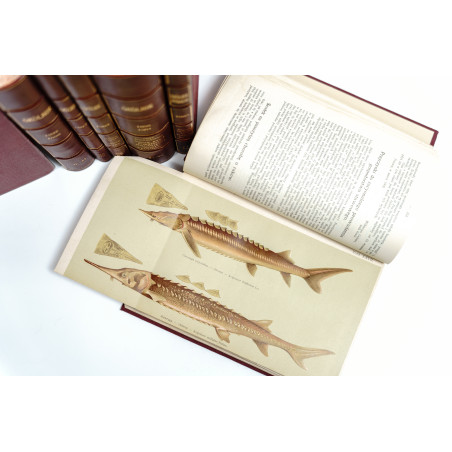 OKÓLNIK RYBACKI. ORGAN KRAJOWEGO TOWARZYSTWA RYBACKIEGO W KRAKOWIE [ichthyology, flyfishing, river protection], R.  1879-1927