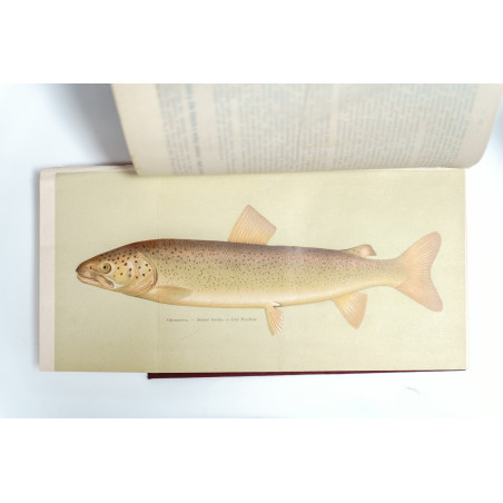 OKÓLNIK RYBACKI. ORGAN KRAJOWEGO TOWARZYSTWA RYBACKIEGO W KRAKOWIE [ichthyology, flyfishing, river protection], R.  1879-1927