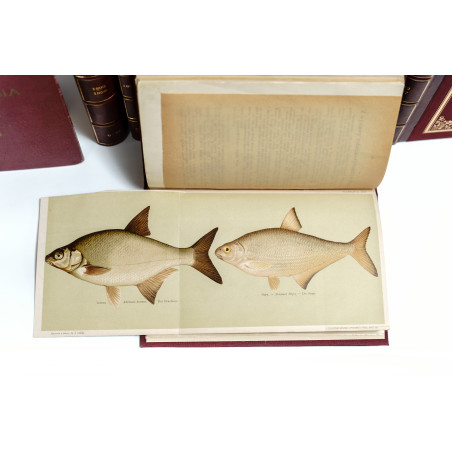 OKÓLNIK RYBACKI. ORGAN KRAJOWEGO TOWARZYSTWA RYBACKIEGO W KRAKOWIE [ichthyology, flyfishing, river protection], R.  1879-1927