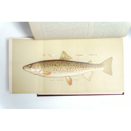 OKÓLNIK RYBACKI. ORGAN KRAJOWEGO TOWARZYSTWA RYBACKIEGO W KRAKOWIE [ichthyology, flyfishing, river protection], R.  1879-1927