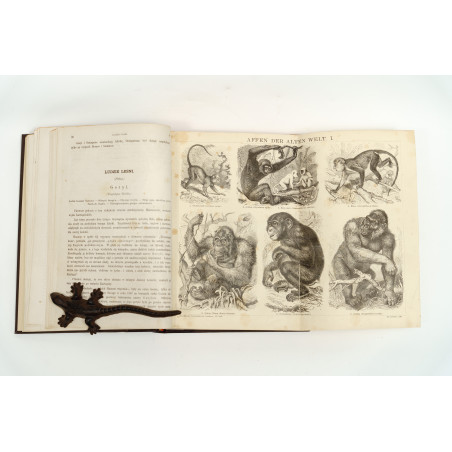 NIEWIADOMSKI W., Życie i obyczaje zwierząt według Brehma i innych najnowszych źródeł, Warszawa 1873