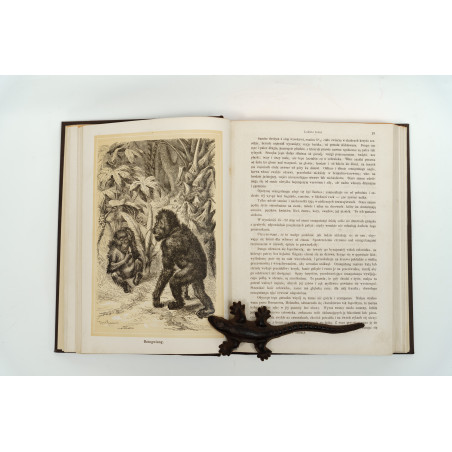NIEWIADOMSKI W., Życie i obyczaje zwierząt według Brehma i innych najnowszych źródeł, Warszawa 1873