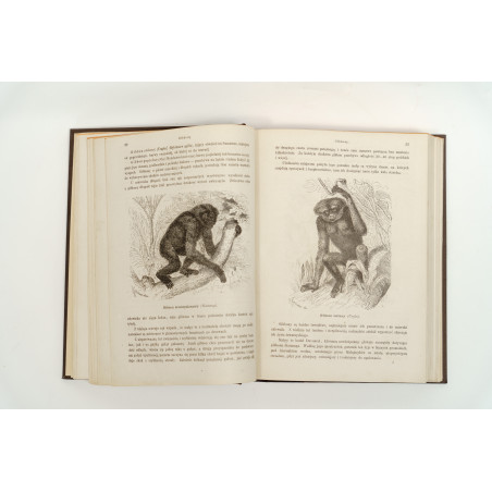 NIEWIADOMSKI W., Życie i obyczaje zwierząt według Brehma i innych najnowszych źródeł, Warszawa 1873