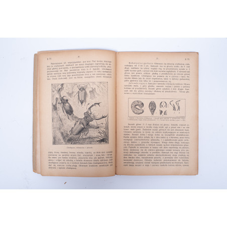 WYROBEK E., Ważniejsze owady krajowe i zagraniczne, tudzież łatwy klucz do ich oznaczania, Lwów 1910