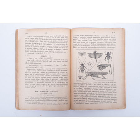 WYROBEK E., Ważniejsze owady krajowe i zagraniczne, tudzież łatwy klucz do ich oznaczania, Lwów 1910