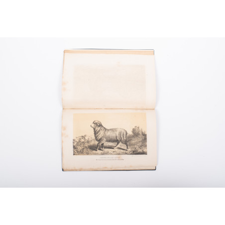 STANOWSKI J., Książka rodowodowa znakomitszych owczarni zarodowych, nie przed 1868