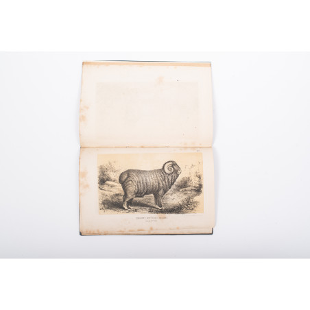 STANOWSKI J., Książka rodowodowa znakomitszych owczarni zarodowych, nie przed 1868