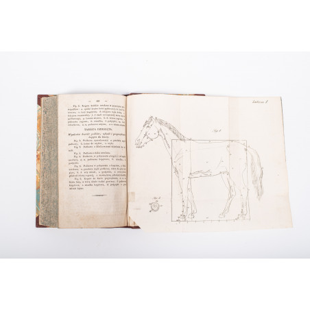 [WAGENFELD J.L.], Nauka leczenia zwierząt domowych. Z niem. przeł. T. Łyszkowski, Warszawa 1840