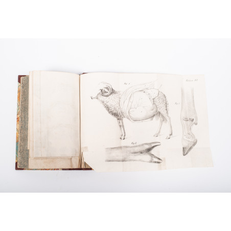 [WAGENFELD J.L.], Nauka leczenia zwierząt domowych. Z niem. przeł. T. Łyszkowski, Warszawa 1840