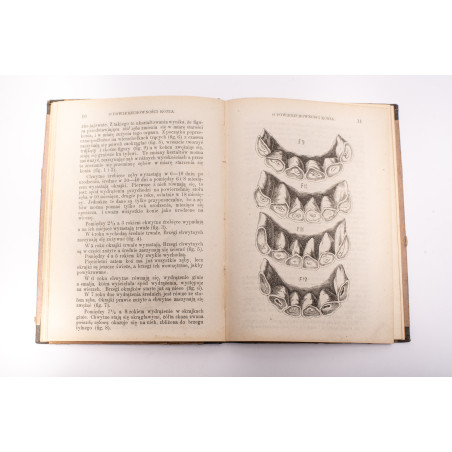 [N.Wł.], Przewodnik wykazujący zalety i wady koni czyli nauka o powierzchowności konia, Warszawa 1875