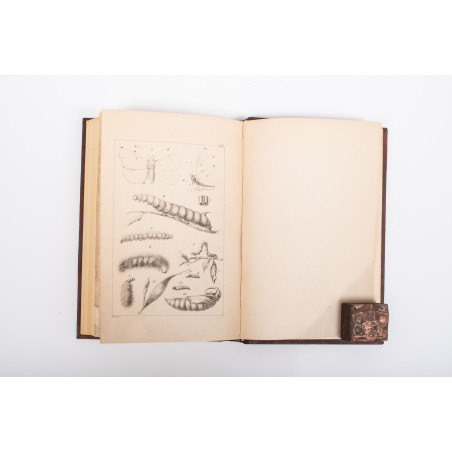 ŻEBRAWSKI T., Owady łuskoskrzydłe czyli motylowate z okolic Krakowa, Kraków 1860