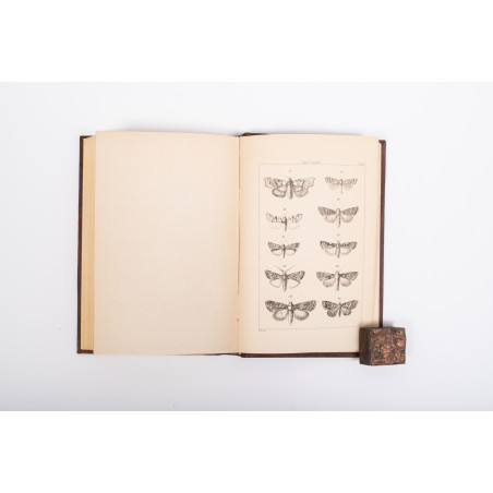 ŻEBRAWSKI T., Owady łuskoskrzydłe czyli motylowate z okolic Krakowa, Kraków 1860