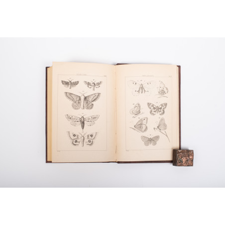 ŻEBRAWSKI T., Owady łuskoskrzydłe czyli motylowate z okolic Krakowa, Kraków 1860